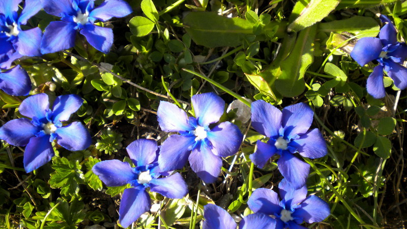 Gentiana verna